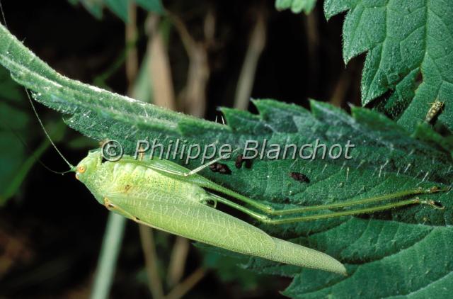phaneroptera nana.JPG - Phaneroptera nanaPhaneroptère méridionalFourspot bush cricketSauterelleOrthoptera, TettigonidaeFrance